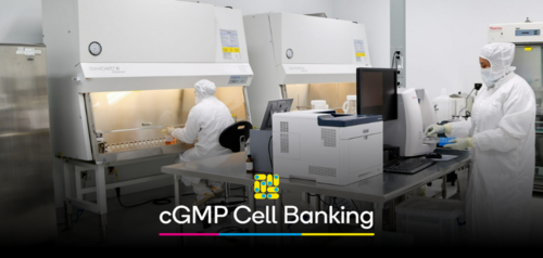 cGMP Cell Banking